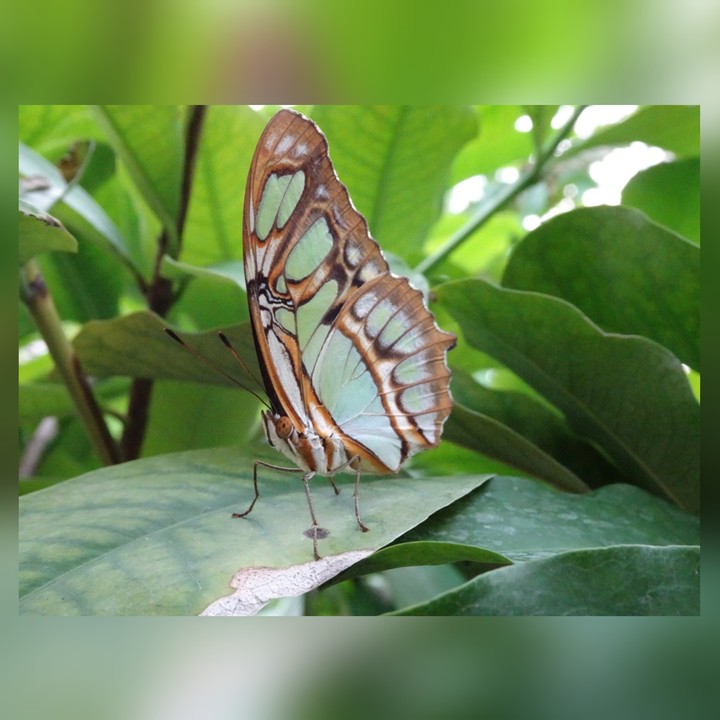 butterfly