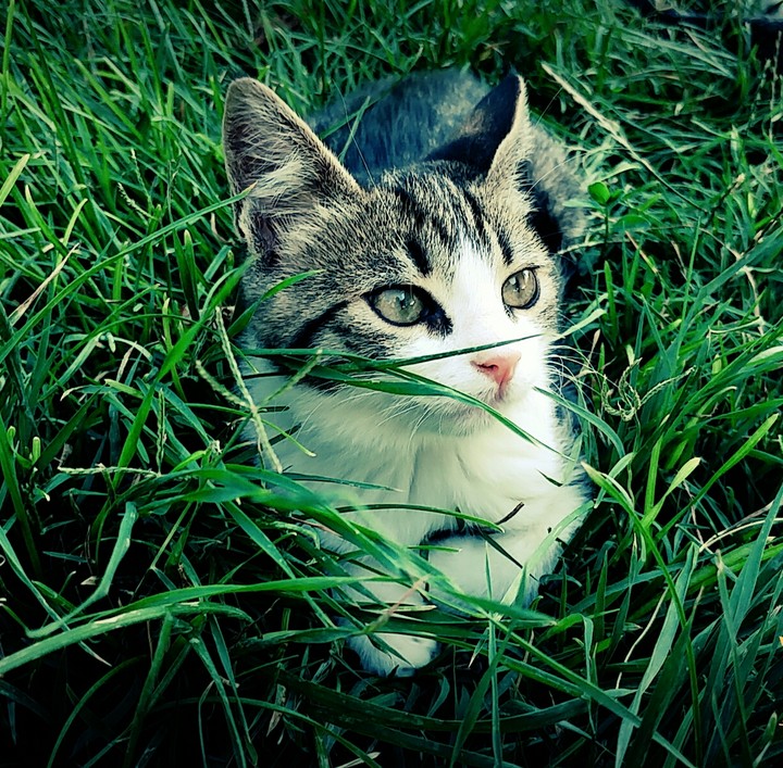 cat in green