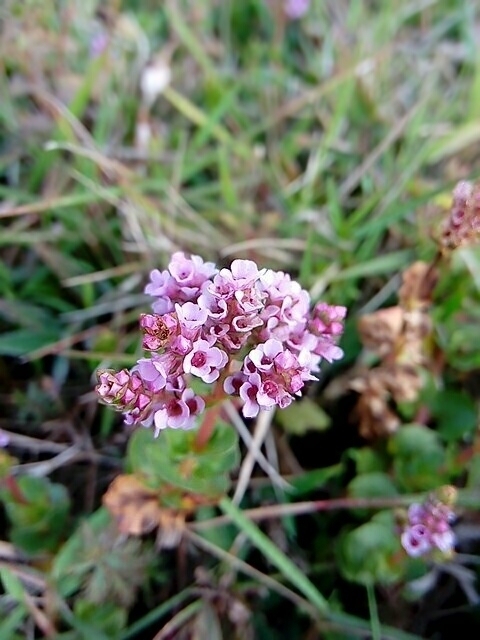 a small beauty