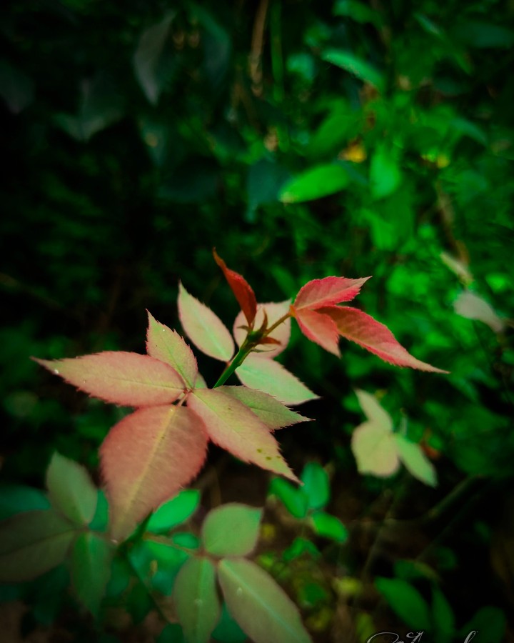 LEAFS ?