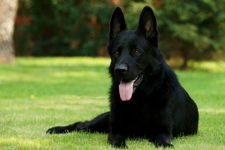 Belgian Shepherd