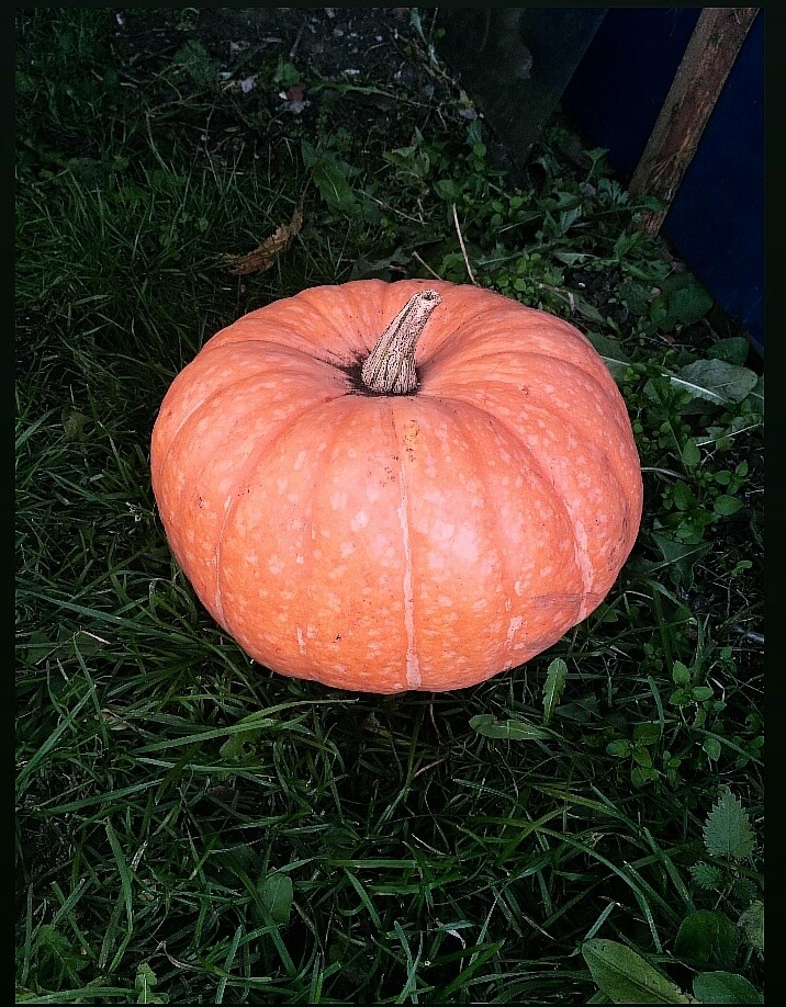 pumpkin