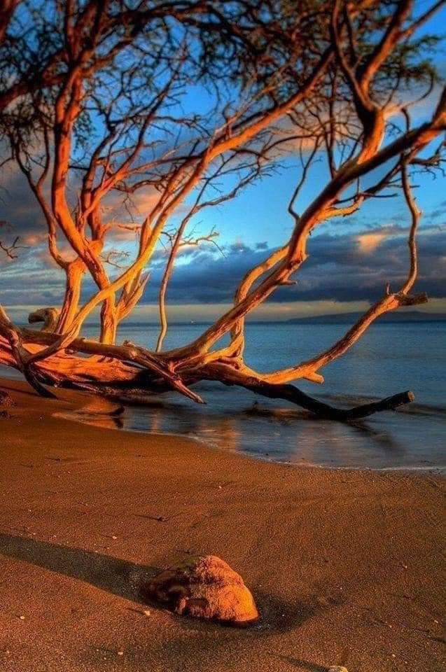 nature