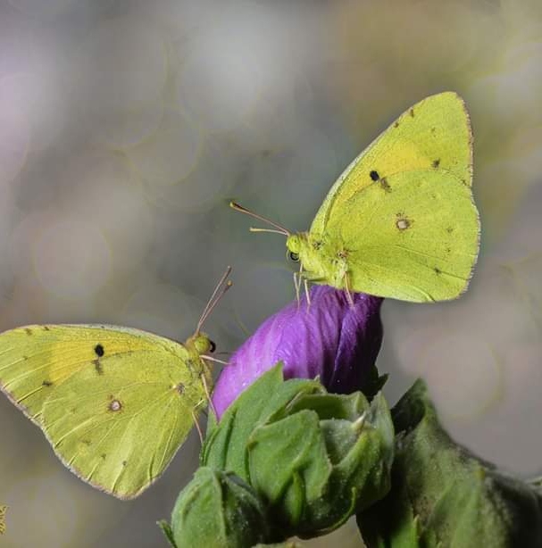 Butterflies
