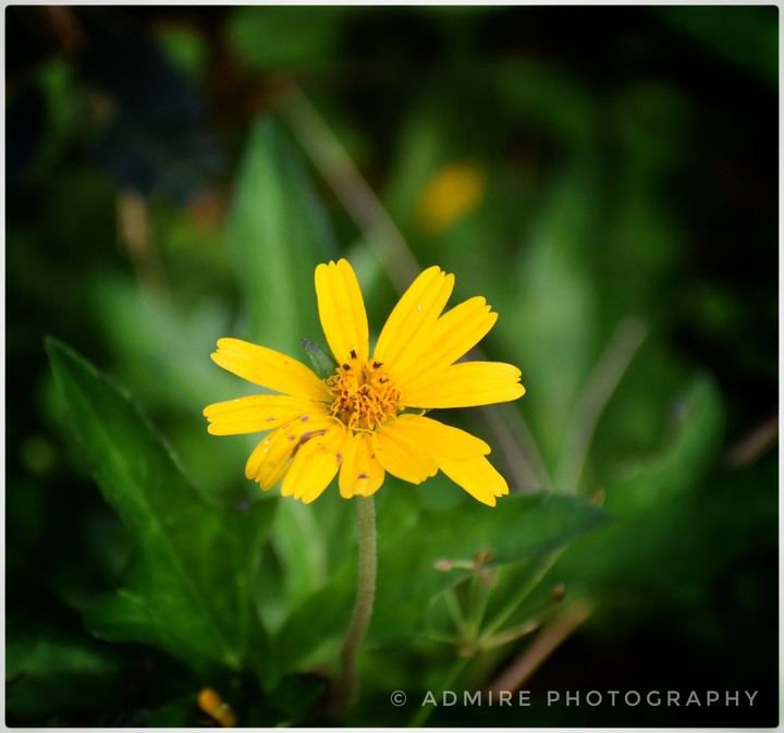 YeLLow Flower