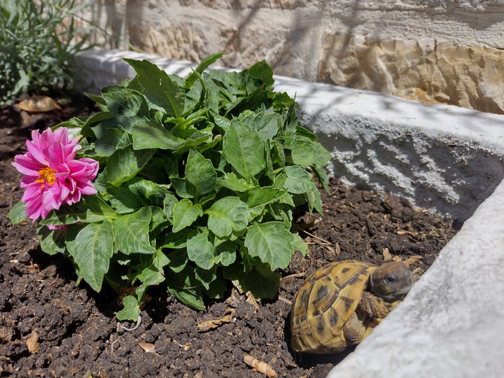 Little  turtle