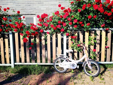 rose and bicycle