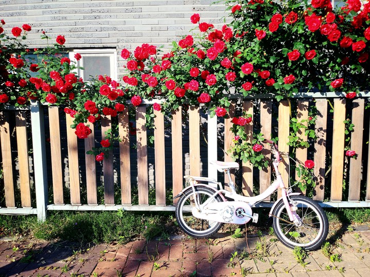 rose and bicycle