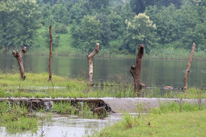 beauty of the rain