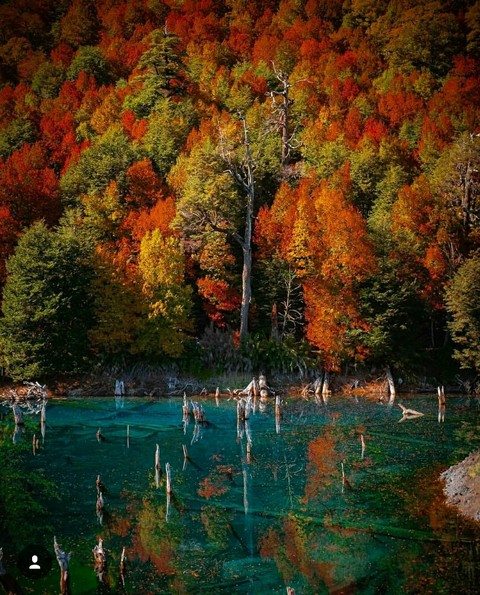 forest