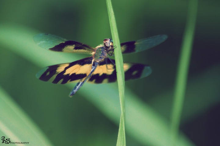 Dragonfly
