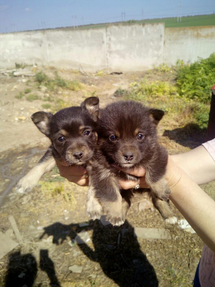 мой щенки