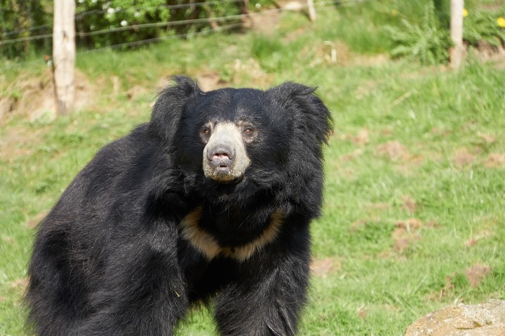 bear