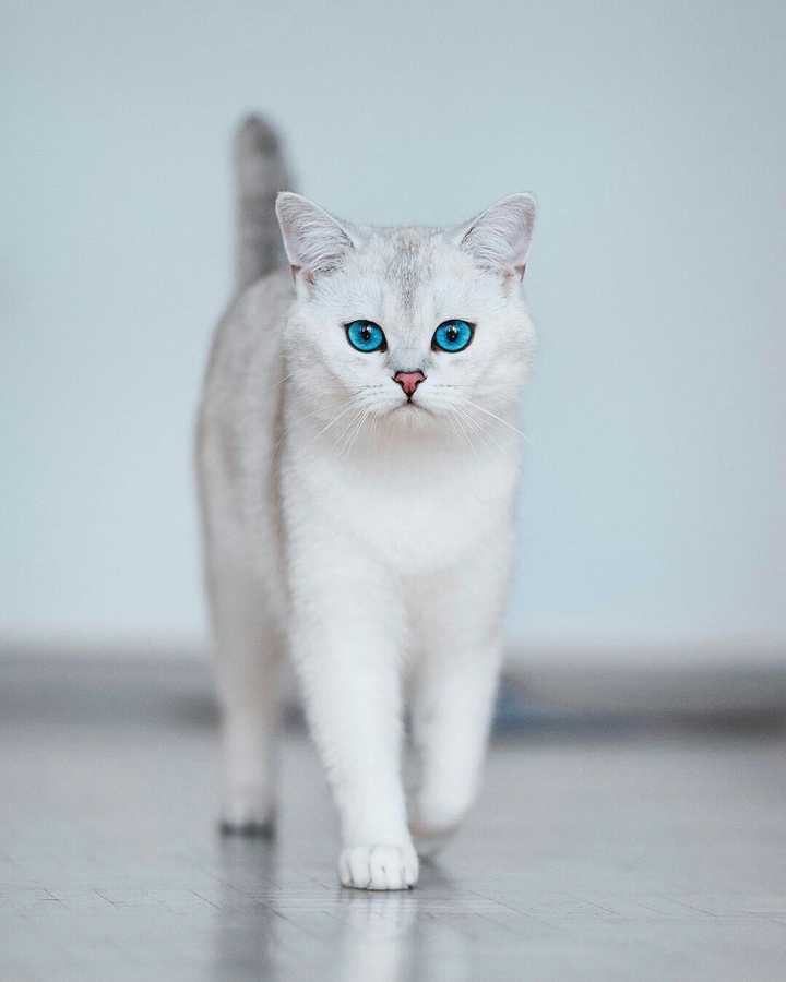 White cat