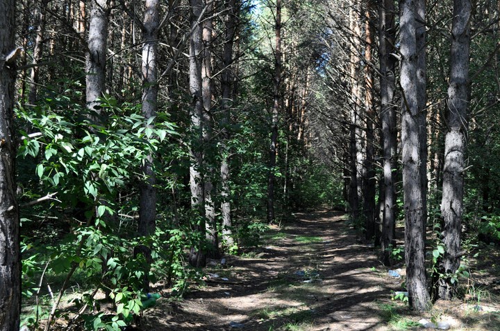 forest
