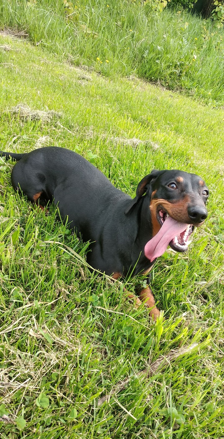 dachshund