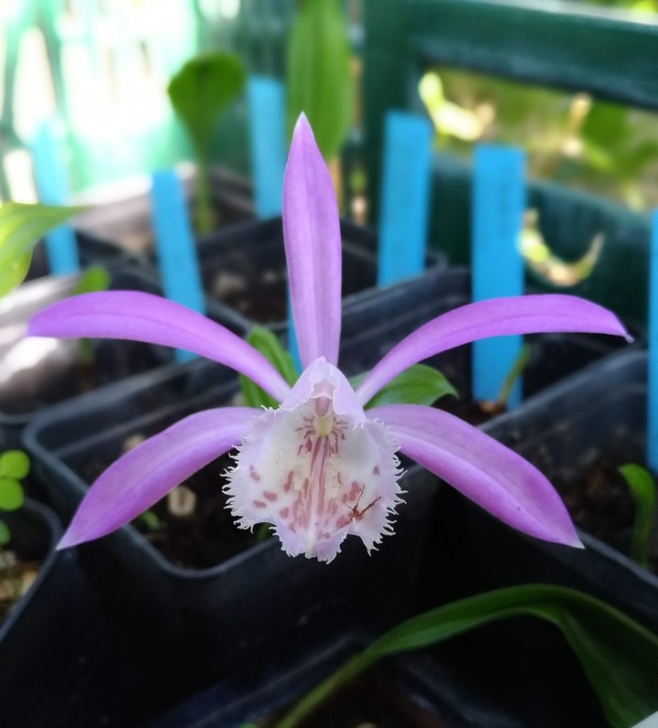 pleione formosana