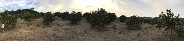 Naranjal