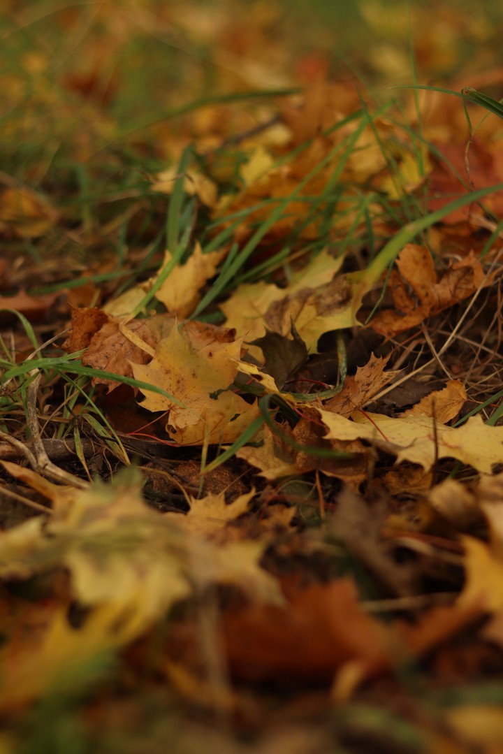 Colors of autumm