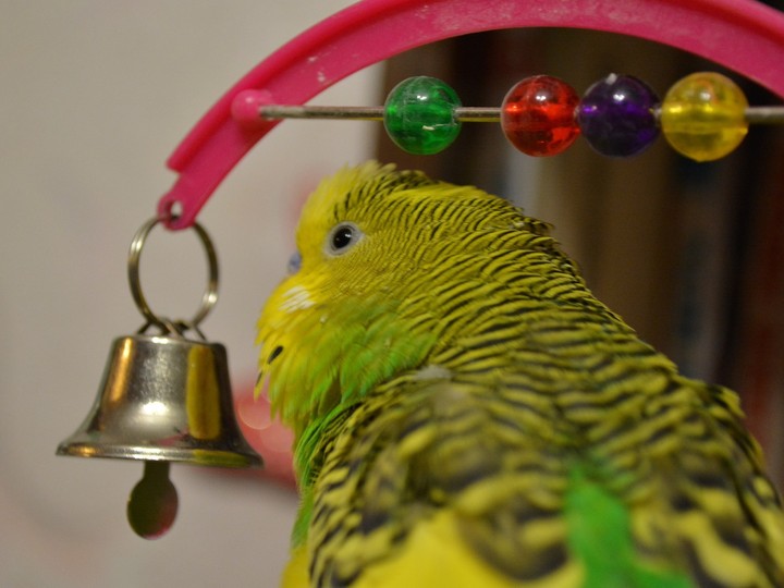 Parrot