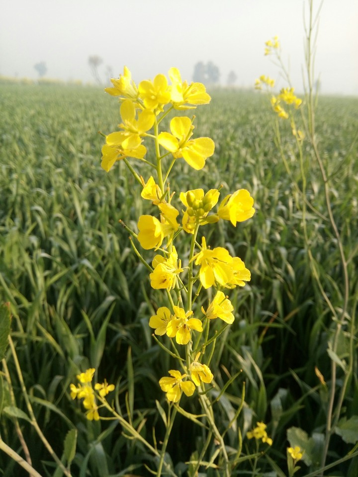 Mustard flower