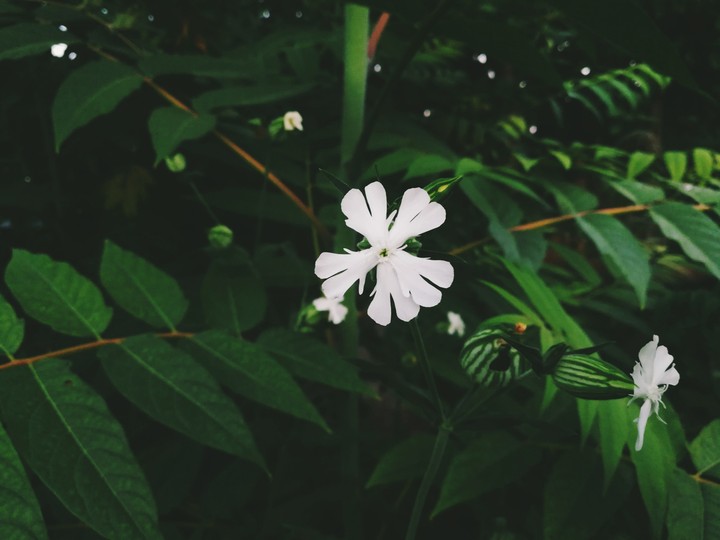 White beauty