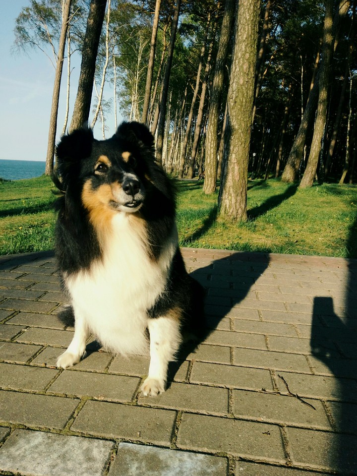 collie dog