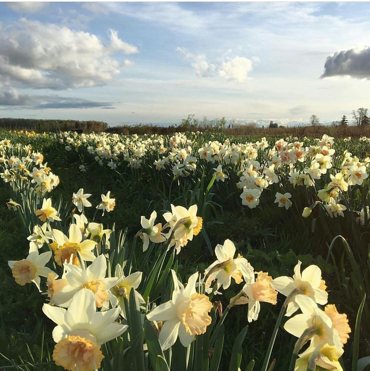 Daffodil Flowers