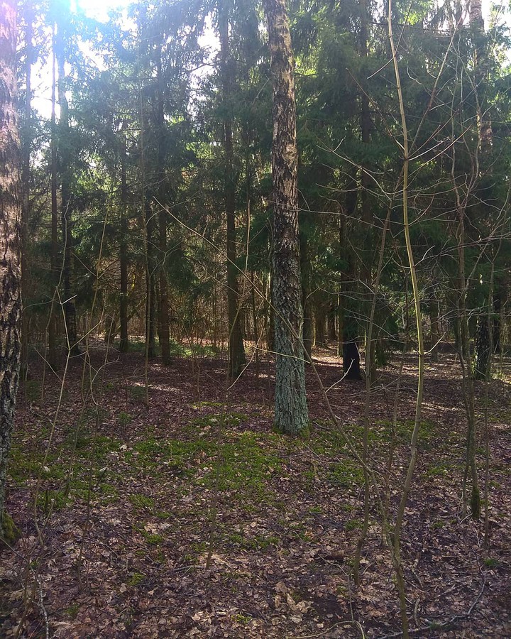 Forest
