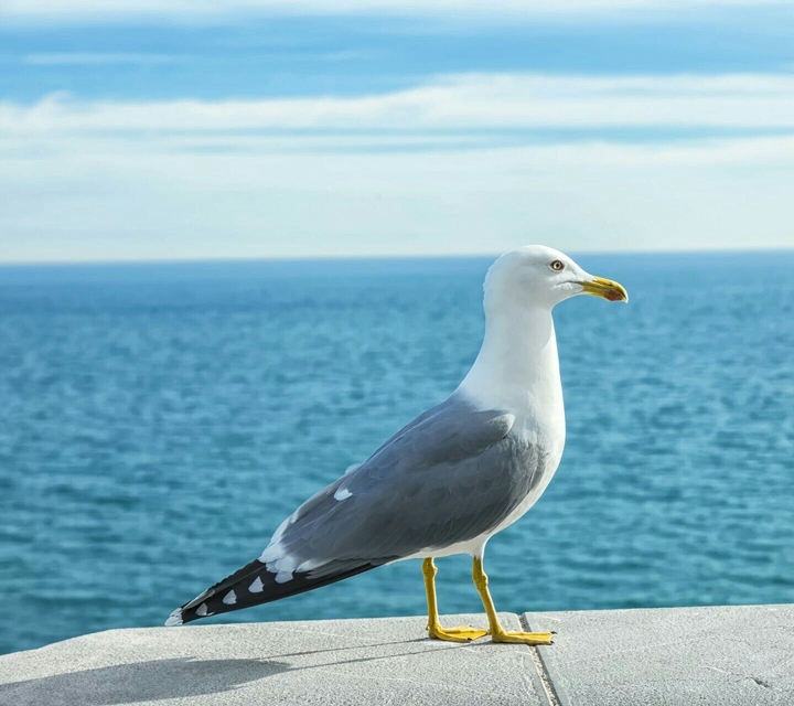 bird don't know  name