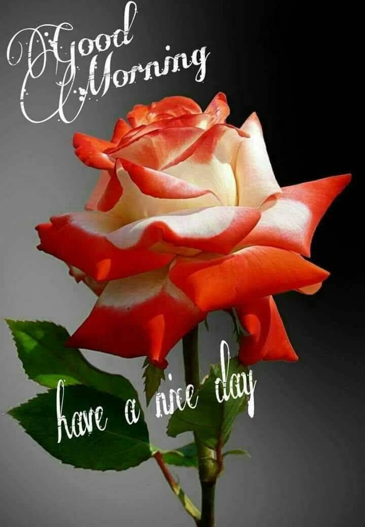 Good morning....