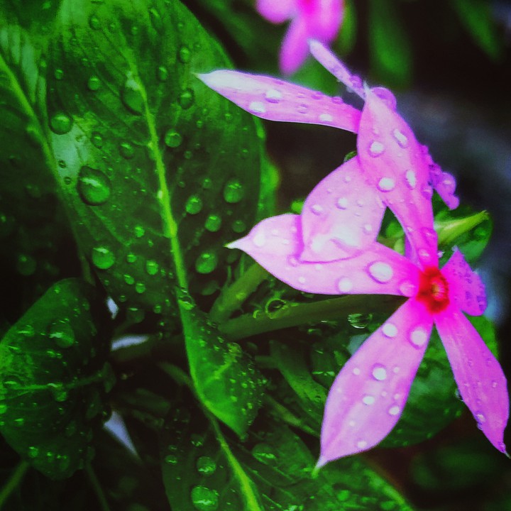 Nature's beauty combo ???