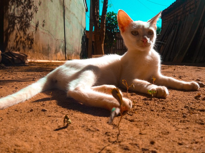 gata