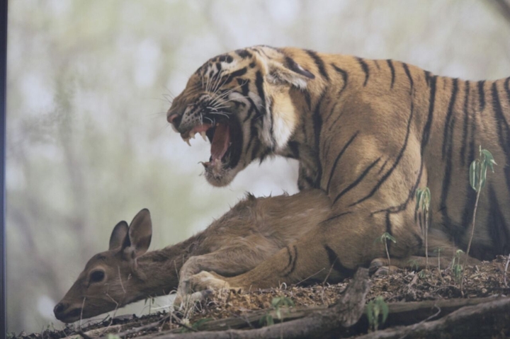 Tiger❤️