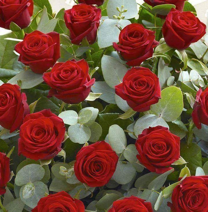 Roses