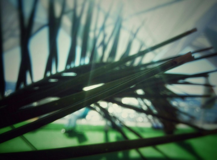 palm tree
