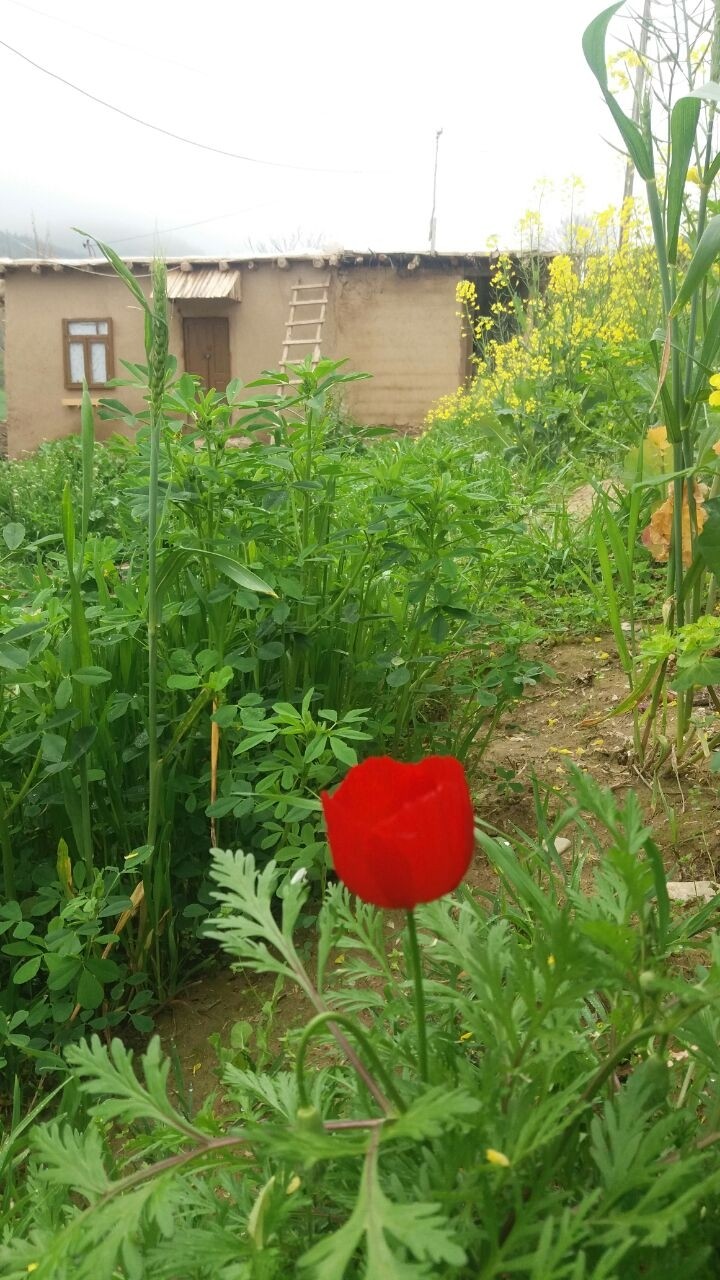 بوی کاه گل