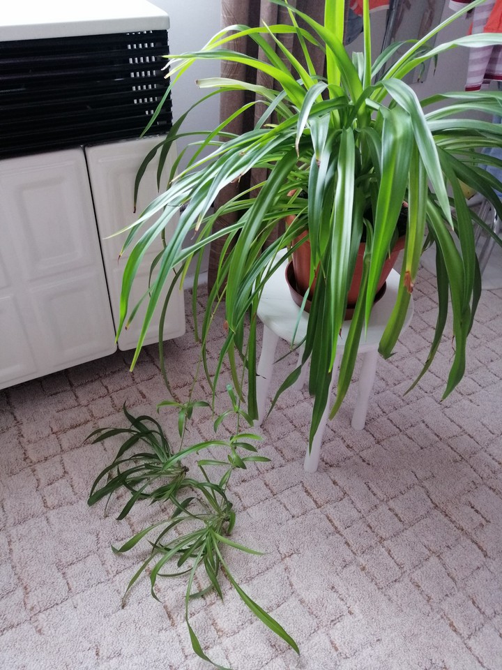 Plant