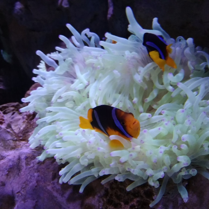 Real Life Nemo and his dad!
