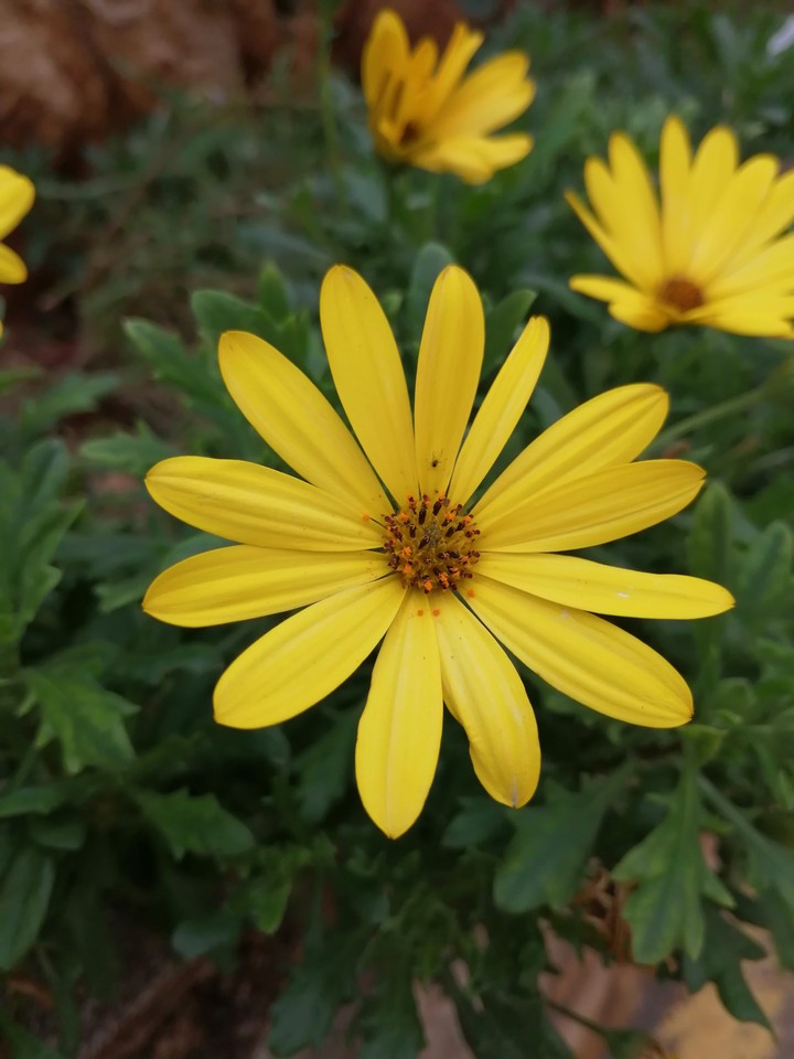 Yellow Plant