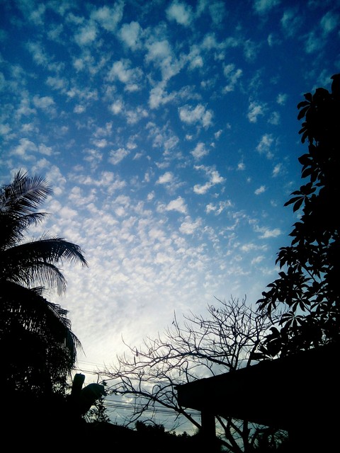 papéis de parede branch, sky