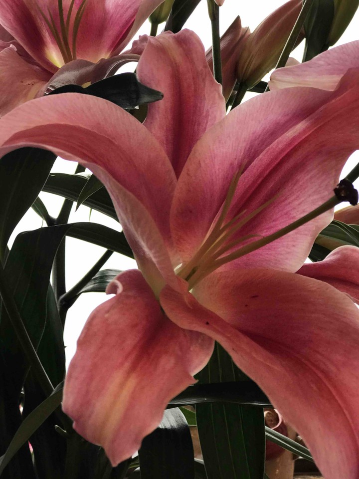 flowers again
