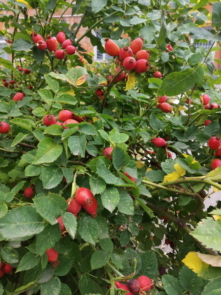 Шиповник