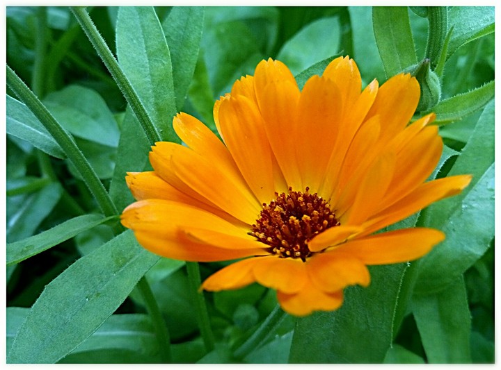 Flovers