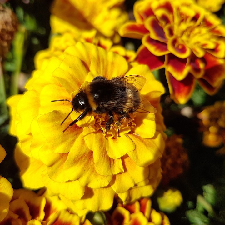 Hummel in Blumen