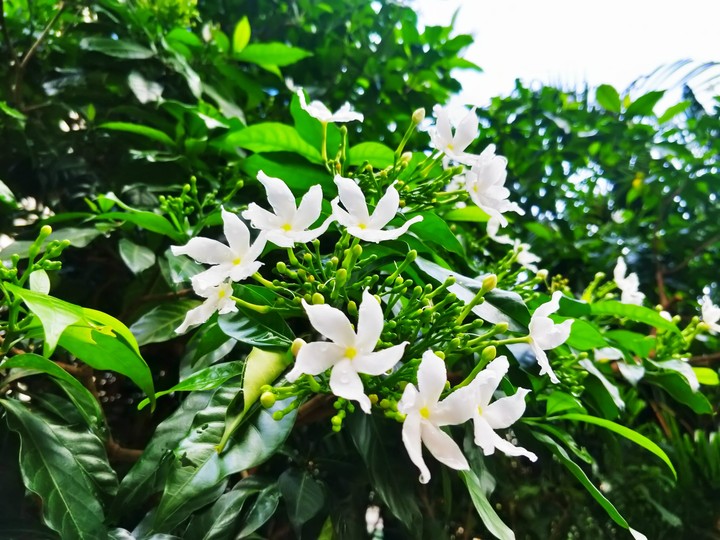 Blooming Flower