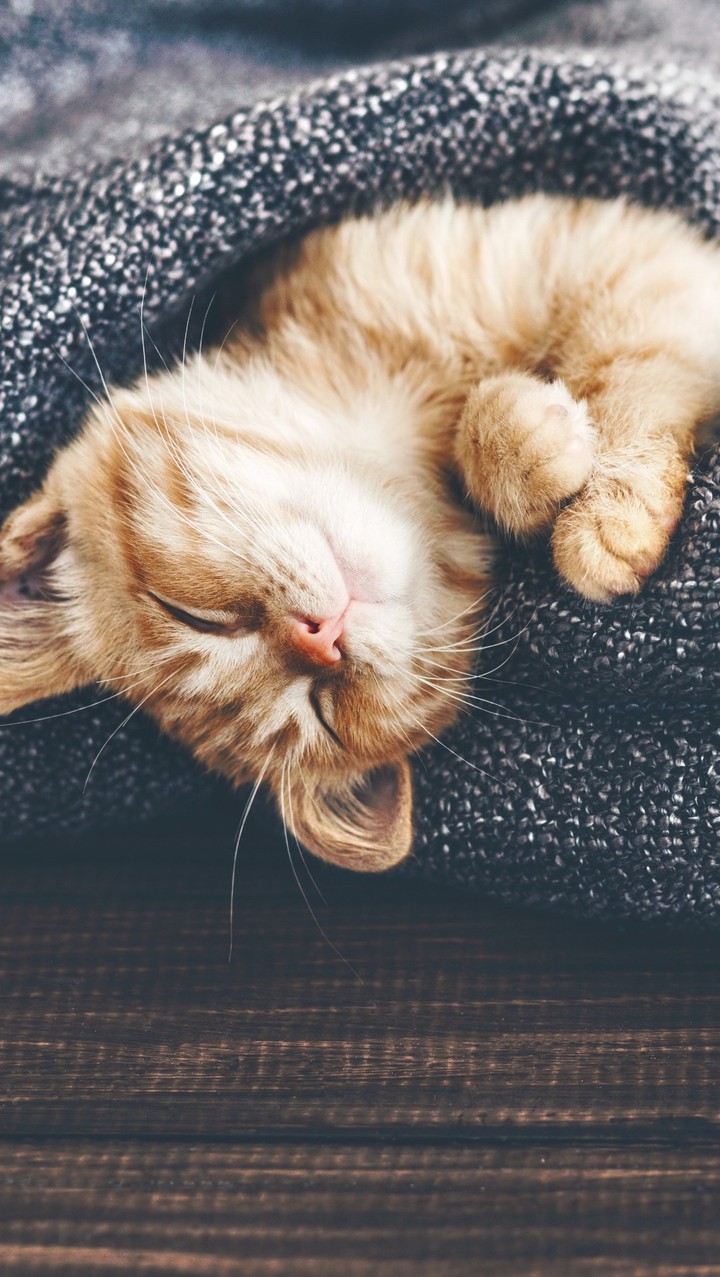 #Cat