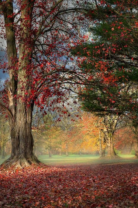 Fall Morning