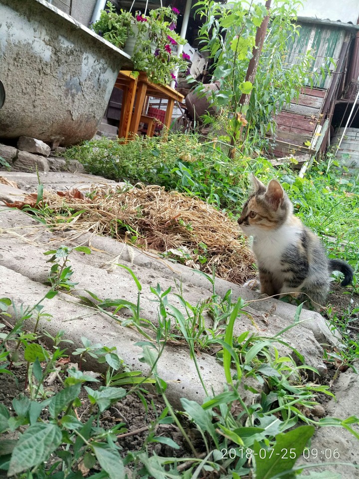 Cat