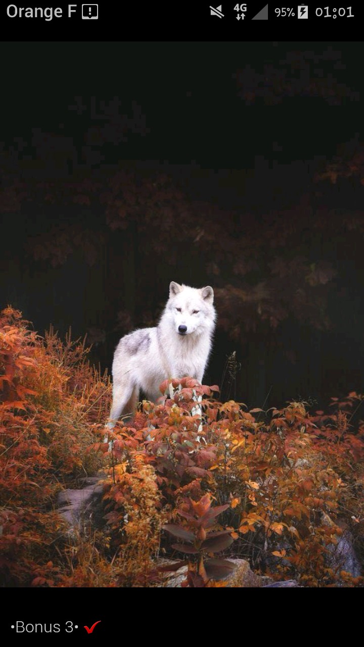 loup